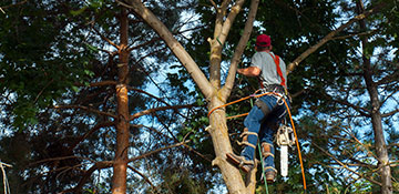 tree trimming Charlotte, NC