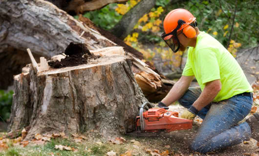 stump removal Memphis, TN