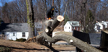 tree removal Memphis, TN