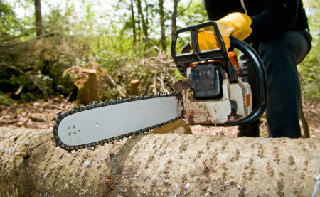 small tree removal price