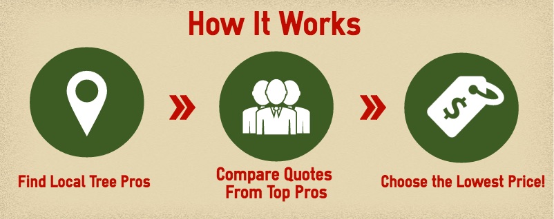 Boston tree removal companies