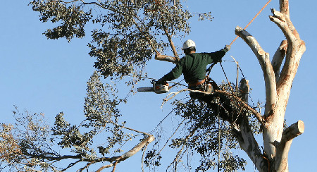 small tree trimming cost