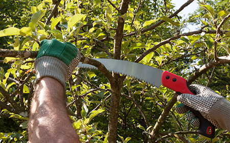 average tree trimming cost