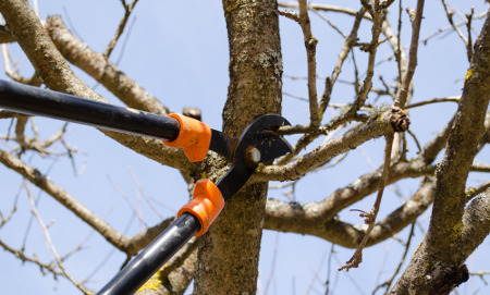 large trimming removal cost